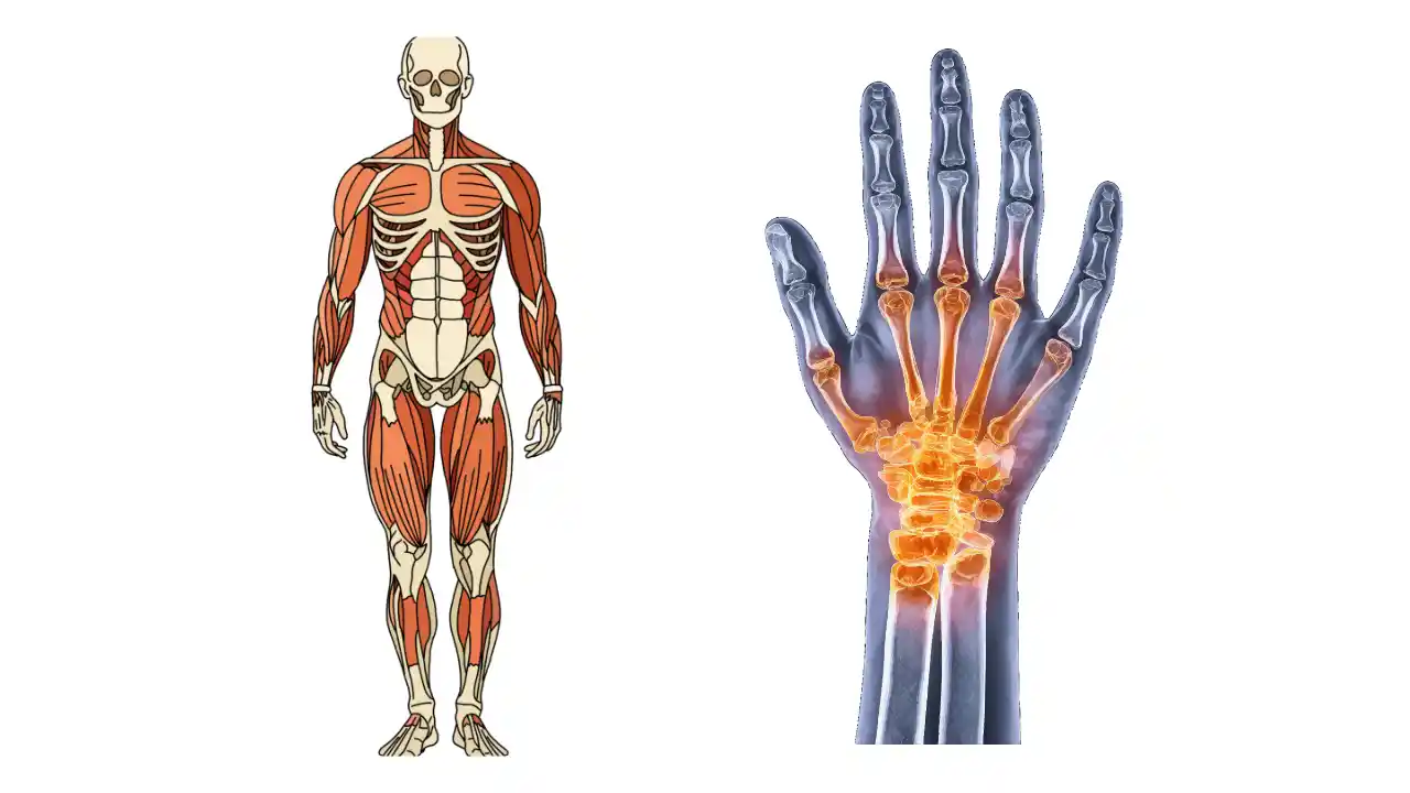 <p class="ql-align-right" dir="rtl">ہڈیوں کے درد کا ہربل علاج</p><p> Bone Pain Herbal Treatment — TheBaseHerbs.com</p>